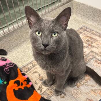 Domestic Short Hair Cats Available for Adoption in Naperville, Illinois - Gizmo - Bonded With Miloh | PetCurious