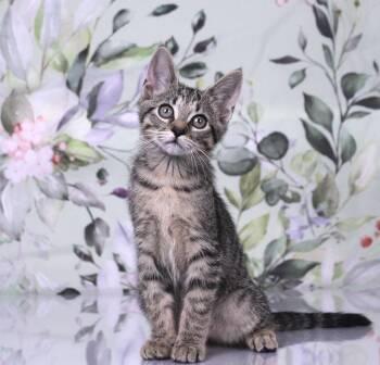 Domestic Short Hair and Tabby Cats Available for Adoption in Tuscaloosa, Alabama - Beans | PetCurious