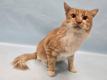 Saber -  Domestic Medium Hair Cat for Adoption in Minneapolis, Minnesota - Saber | PetCurious
