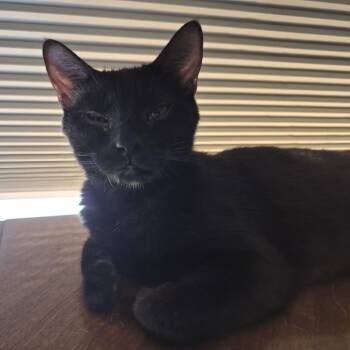 Scotland -  Domestic Short Hair Cat for Adoption in Buffalo, Minnesota - Scotland | PetCurious