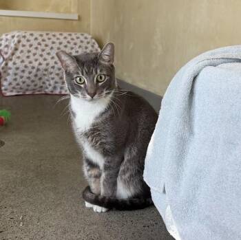John Havlicek -  Domestic Short Hair Cat Available for Adoption in Berkeley, California - John Havlicek | PetCurious