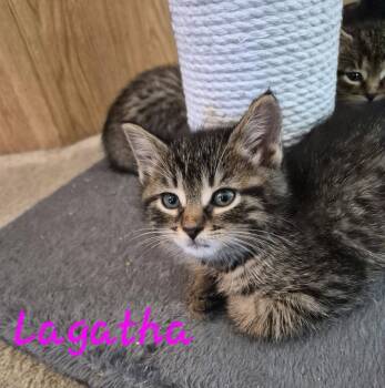 C328 Litter Lagatha -  Domestic Short Hair and Tabby Cat for Adoption in Livonia, Michigan - C328 Litter Lagatha | PetCurious