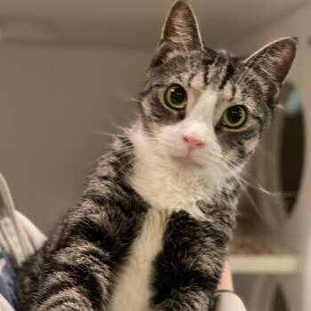 Lucky - Adoption Pending -  Domestic Short Hair Cat for Adoption in South Burlington, Vermont - Lucky - Adoption Pending | PetCurious
