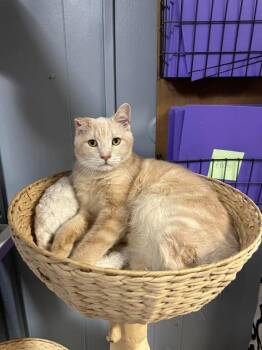 Buffson -  Domestic Short Hair Cat for Adoption in Kalamazoo, Michigan - Buffson | PetCurious