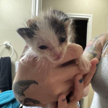French Toast - available early September -  Domestic Short Hair Cat for Adoption in Houston, Texas - French Toast - Available Early September | PetCurious
