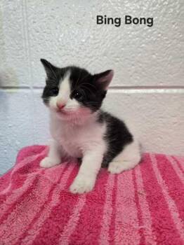 Domestic Short Hair Cats Available for Adoption in Spruce Pine, North Carolina - Bing Bong | PetCurious