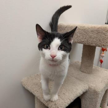 Pikachu -  Domestic Short Hair Cat for Adoption in Falls Church, Virginia - Pikachu | PetCurious