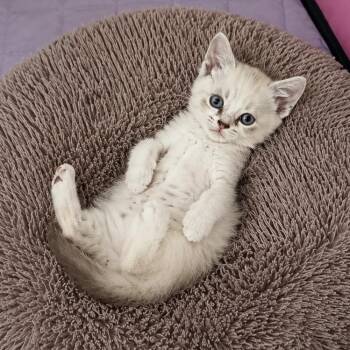 Marta -  Siamese Cat for Adoption in Columbia, Missouri - Marta | PetCurious