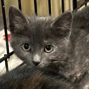 Domestic Short Hair Cats Available for Adoption - Luna @ Pawz Pet Cafe | PetCurious