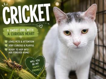 Cricket (FCID# 06/01/2026 - 49 Trainer) -  Domestic Short Hair Cat for Adoption in Greenville, Delaware - Cricket (FCID# 06/01/2026 - 49 Trainer) | PetCurious