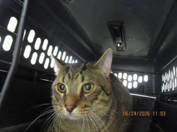 Mac (601) -  Domestic Short Hair Cat for Adoption in Marietta, Georgia - Mac (601) | PetCurious