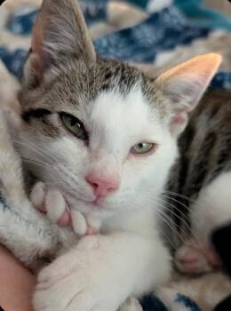 Scooter -  Domestic Short Hair Cat for Adoption in Rossville, Georgia - Scooter | PetCurious