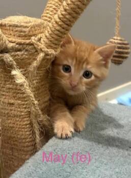 Kansas #2 MAY -  Tabby Cat for Adoption in Fremont, Nebraska - Kansas #2 MAY | PetCurious