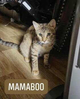 Mamaboo -  Domestic Short Hair Cat for Adoption in Cosby, Tennessee - Mamaboo | PetCurious