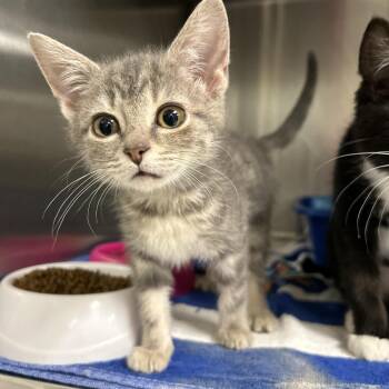 Domestic Short Hair Cats Available for Adoption in La Grange Park, Illinois - Molly | PetCurious
