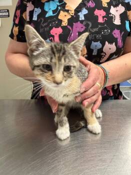 Pawna -  Domestic Short Hair Cat for Adoption in Trenton, New Jersey - Pawna | PetCurious