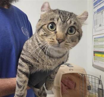 BUGS -  American Curl and Domestic Short Hair Cat for Adoption in Camarillo, California - BUGS | PetCurious