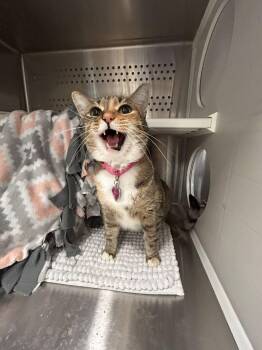Kia -  Domestic Short Hair Cat for Adoption in Minot, North Dakota - Kia | PetCurious