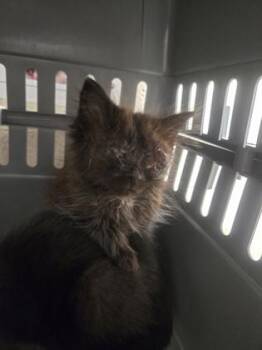 Fezzik -  Domestic Medium Hair and Domestic Short Hair Cat for Adoption in Westland, Michigan - Fezzik | PetCurious
