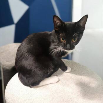 Risa -  Domestic Short Hair Cat for Adoption in Jupiter, Florida - Risa | PetCurious
