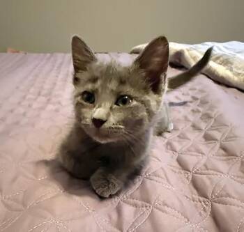 Lullaby -  Domestic Short Hair Cat for Adoption in Nashville, Tennessee - Lullaby | PetCurious