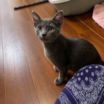 Rye -  Russian Blue and Domestic Short Hair Cat for Adoption in Houston, Texas - Rye | PetCurious
