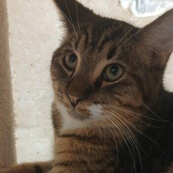 Rescue Domestic Short Hair Cats for Adoption in Dawsonville, Georgia - Quick | PetCurious