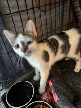 Domestic Short Hair Cats Available for Adoption - Darcy | PetCurious