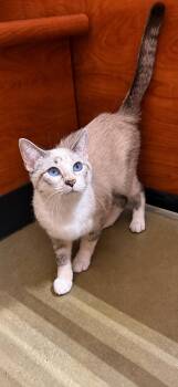 Holiday -  Siamese and Domestic Short Hair Cat for Adoption - Holiday | PetCurious