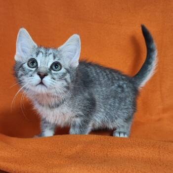 Rescue Domestic Medium Hair Cats for Adoption in Coos Bay, Oregon - Gracie | PetCurious