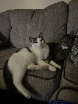 Clyde Was Billy In His Home -  Domestic Short Hair Cat for Adoption in Columbus, Ohio - Clyde Was Billy In His Home | PetCurious