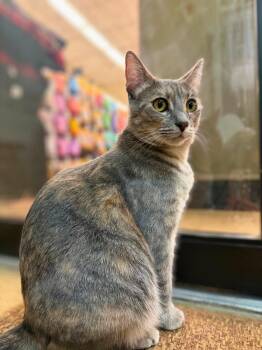 Lena - sweet loves cats -  Domestic Short Hair and Russian Blue Cat for Adoption in Austin, Texas - Lena - Sweet Loves Cats | PetCurious