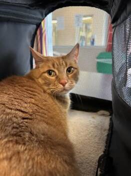 American Shorthair Cats Available for Adoption in Plano, Texas - Sparky A216747 | PetCurious