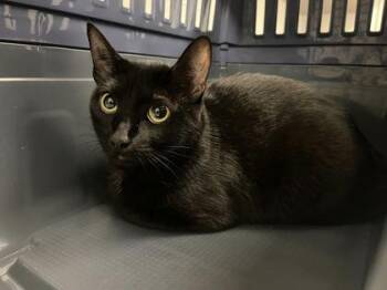 Minx -  Domestic Short Hair Cat for Adoption in Kansas City, Missouri - Minx | PetCurious