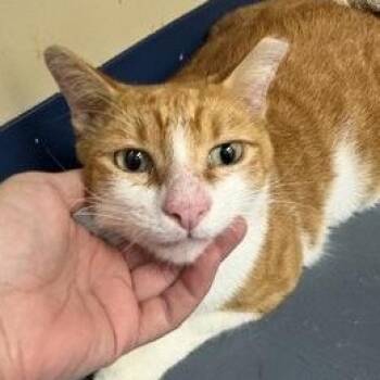 Wheezy (at Pounce Cafe) -  Domestic Short Hair Cat for Adoption in Charleston, South Carolina - Wheezy (at Pounce Cafe) | PetCurious