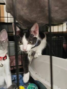 Mochi -  Domestic Short Hair Cat Available for Adoption in Dorr, Michigan - Mochi | PetCurious