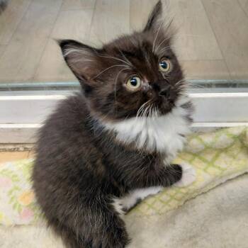 Chocolate Pie -  Domestic Medium Hair Cat for Adoption in Spokane, Washington - Chocolate Pie | PetCurious