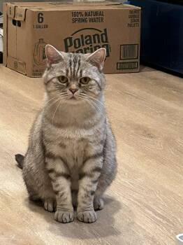 Jasper -  British Shorthair and Tabby Cat for Adoption - Jasper | PetCurious
