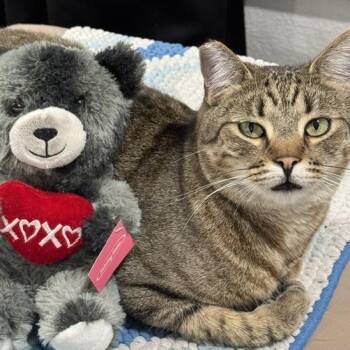 Fiona -  Domestic Short Hair Cat for Adoption in Las Vegas, Nevada - Fiona | PetCurious
