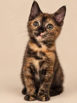 Pekoe -  Domestic Short Hair Cat for Adoption in Emerald Isle, North Carolina - Pekoe | PetCurious