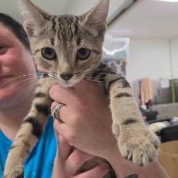 Millicent -  Domestic Short Hair Cat for Adoption in Fredericksburg, Virginia - Millicent | PetCurious