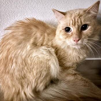 Melvin -  Siamese Cat for Adoption in Austin, Texas - Melvin | PetCurious