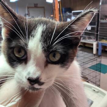 Stash -  Domestic Short Hair Cat for Adoption in Leander, Texas - Stash | PetCurious