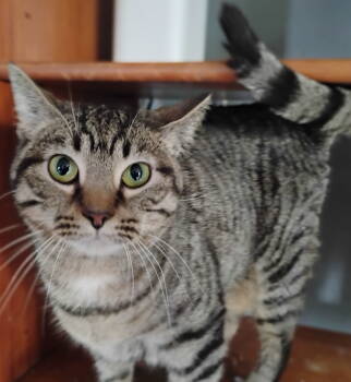 Rescue Domestic Short Hair Cats for Adoption in Niles, Michigan - Phoebe | PetCurious