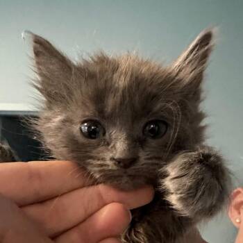 Domestic Medium Hair Cats Available for Adoption in Greensboro, North Carolina - Lifesavers | PetCurious