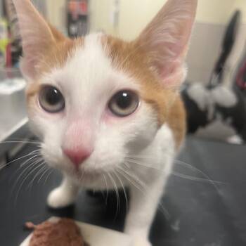 Frederick -  Domestic Short Hair Cat for Adoption in Chicago, Illinois - Frederick | PetCurious