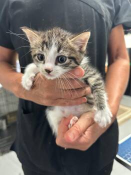 Helium -  Domestic Short Hair Cat for Adoption in Trenton, New Jersey - Helium | PetCurious