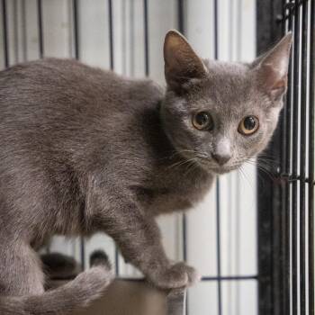 Poppy -  Domestic Short Hair Cat for Adoption in Pawling, New York - Poppy | PetCurious