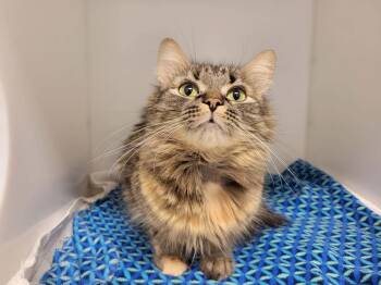Domestic Medium Hair Cats Available for Adoption in Delson, Quebec - Mousseline | PetCurious