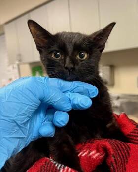 Claude -  Domestic Short Hair Cat for Adoption in Fort Worth, Texas - Claude | PetCurious